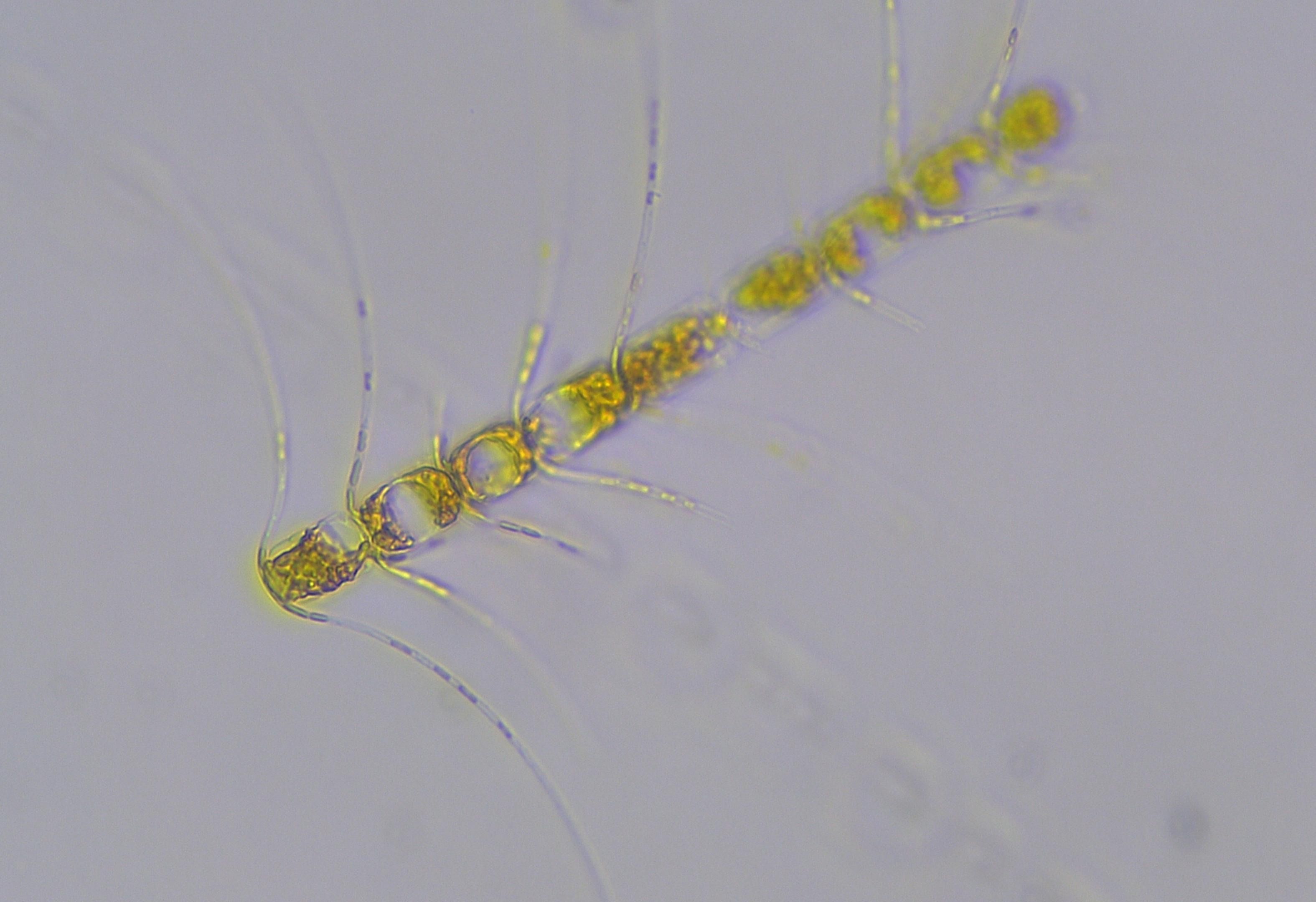 Imagen de la especie